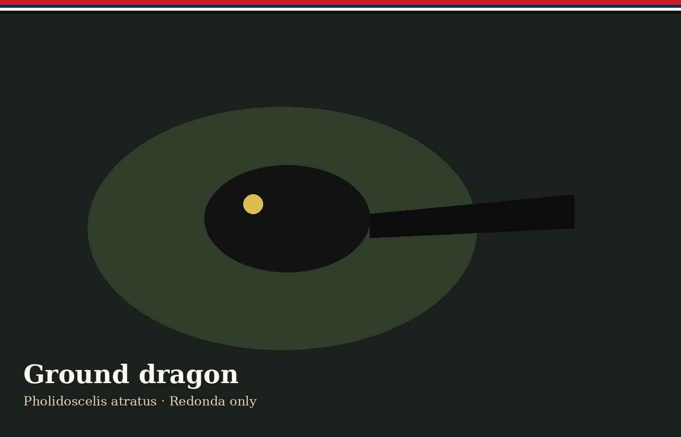 Redonda ground lizard, the ground dragon